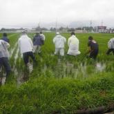 6月　水田管理