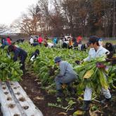 11月　野沢菜・羽広カブの収穫