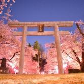 信州のココが好き部門グランプリ　馬場琢都「伊那公園の夜桜」