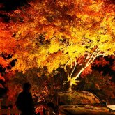 乗り物にまつわる景色部門 準グランプリ　森田星楽「愛車です」