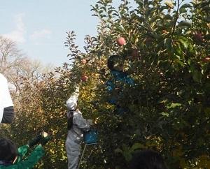 リンゴの収穫.jpg
