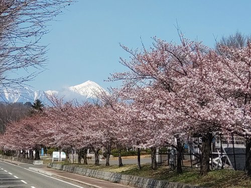 20220408　桜と常念 (1).JPG