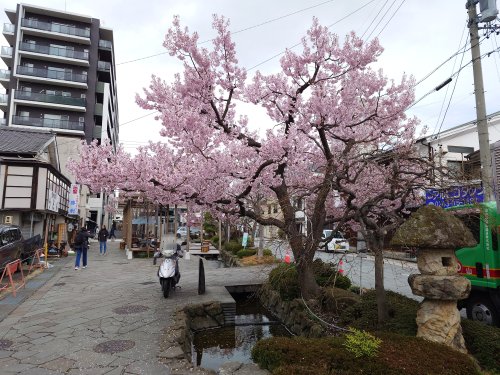 ②辰巳の御庭の桜.JPG