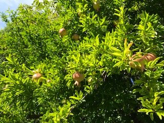 IMG_2515.jpg