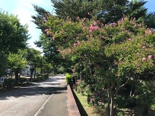 IMG_2516.jpg