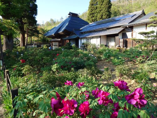 20250429　玄向寺の牡丹 (5).JPG