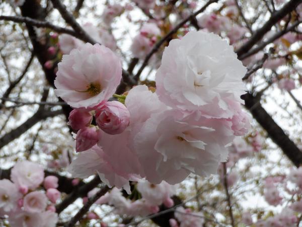 DSCF6052.JPG