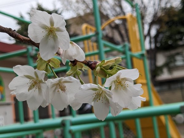 PXL_20230405_042138576.jpg