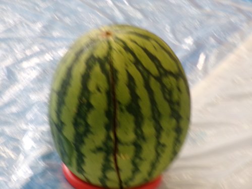 100_0244.JPG