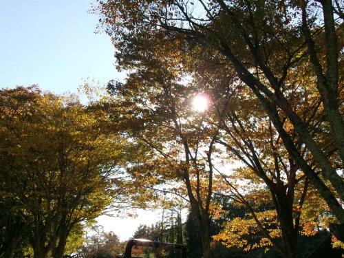 100_1181.JPG