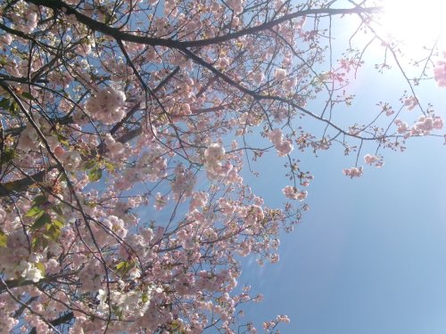 0416_青空と桜.JPG
