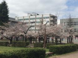 工学部の桜