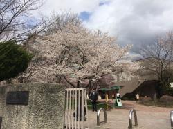 今年の桜（工学部の長野ではなく松本キャンパスにて撮影）