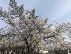 今年の工学部，満開の桜