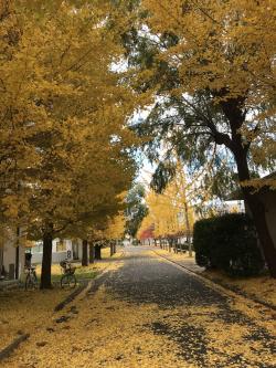 工学部キャンパスの紅葉。OB会開始時のお昼ごろ。