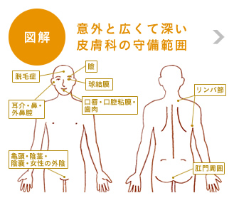 図解皮膚に現れた症状の原因は、皮膚だけとは限りません皮膚科の守備範囲脱毛症耳介・鼻・外鼻腔耳介・鼻・外鼻腔手指口唇・口腔粘膜・歯肉球結膜瞼リンパ節肛門周囲