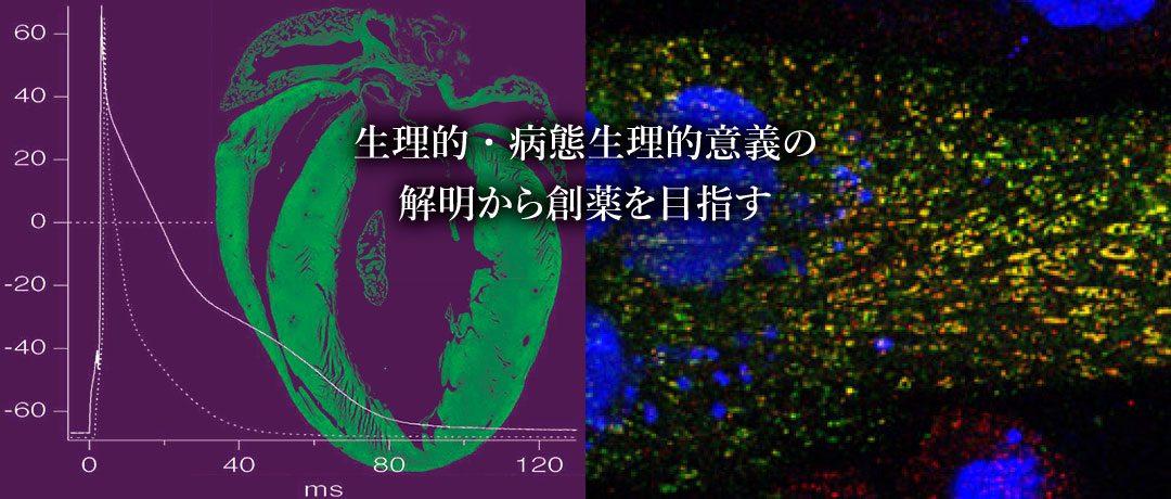 生理的・病態生理的意義の解明から創薬を目指す