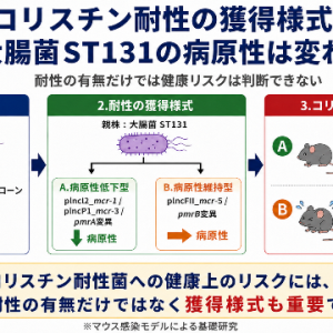 コリスチン耐性大腸菌の病原性を解明〜コリスチン耐性の獲得様式によって大腸菌の病原性が大きく異なる〜