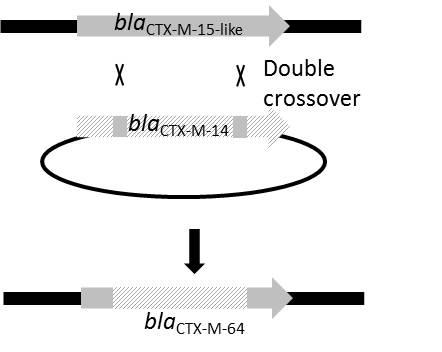 β-ラクタマーゼ.JPG