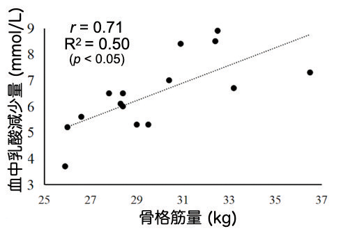 乳酸代謝量は骨格筋量と正の相関関係にある