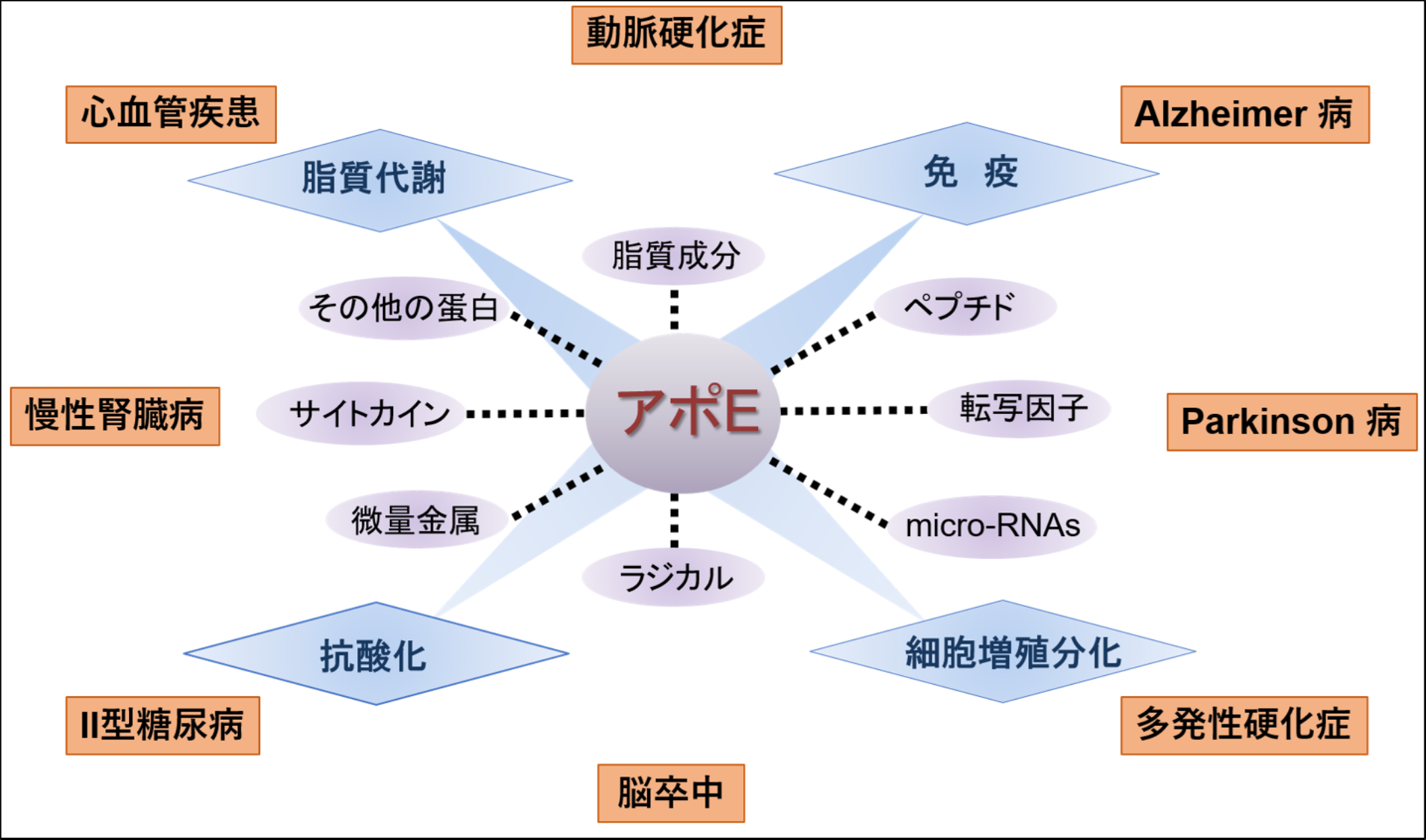 アポEが関与する主な生体機能と疾患・病態