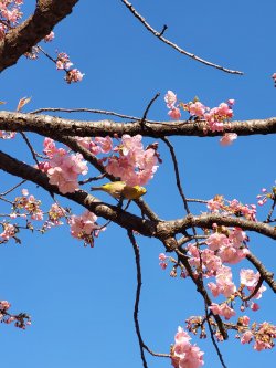 Cherry Blossom in Tokyo