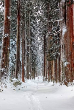 Snowy Path to Togakushi-Jinja near Nagano City