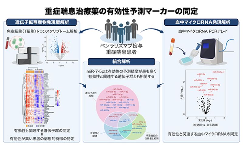 重症喘息治療薬の有効性予測マーカーの同定-血中マイクロRNAを用いた新たな治療選択の可能性-