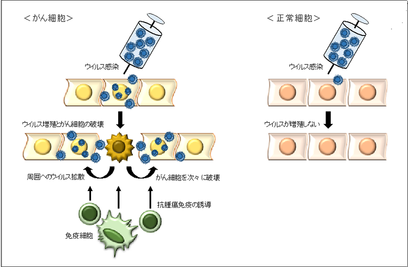悪性黒色腫に対する新型ウイルス療法の医師主導治験で高い治療効果を確認