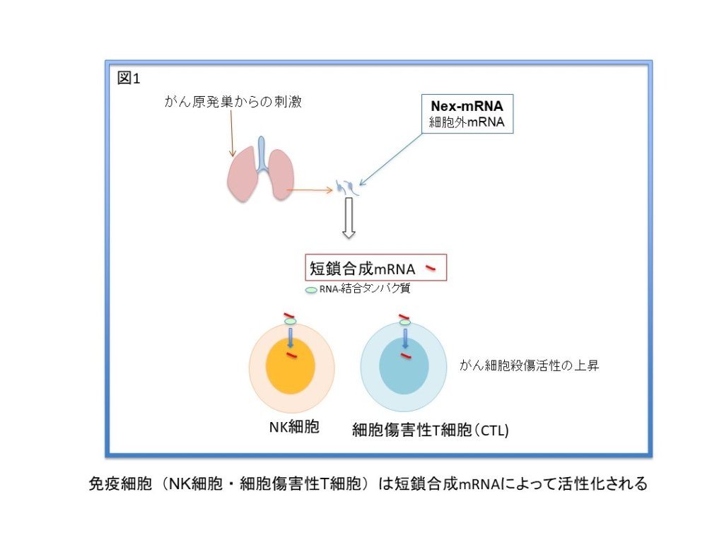 抗転移薬の開発―短鎖合成 RNA は新しいタイプのがん転移抑制剤となりうる