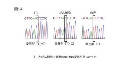 がん細胞の周りにいる免疫細胞にもがん細胞と同じmtDNA変異があることを発見し、それががん細胞からミトコンドリアが免疫細胞に移ってきた結果であることを、世界で初めて明らかにしました
