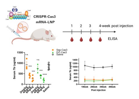 CRISPR-Cas3による新たな<i>in vivo</i>ゲノム編集技術を開発―モデルマウスの肝臓でトランスサイレチン遺伝子の特異的欠失に成功―