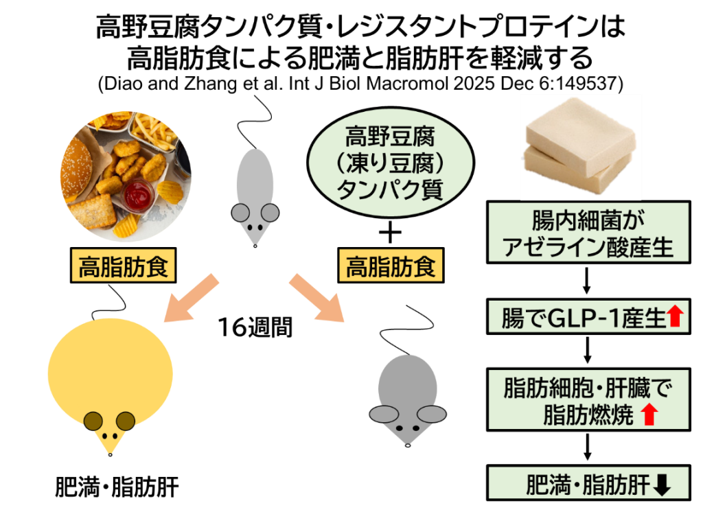高野豆腐による生活習慣病予防の可能性