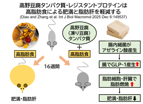 高野豆腐による生活習慣病予防の可能性