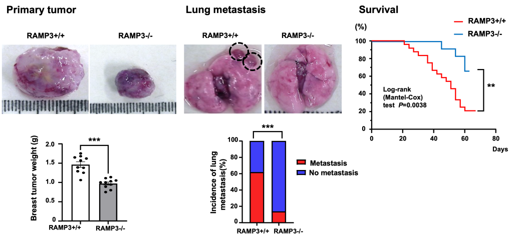 乳がんを取り巻く免疫環境に関わるRAMP3の役割を解明 ～RAMP3欠損マウスで腫瘍増殖と肺転移が抑制され、免疫療法の効果も高まる～