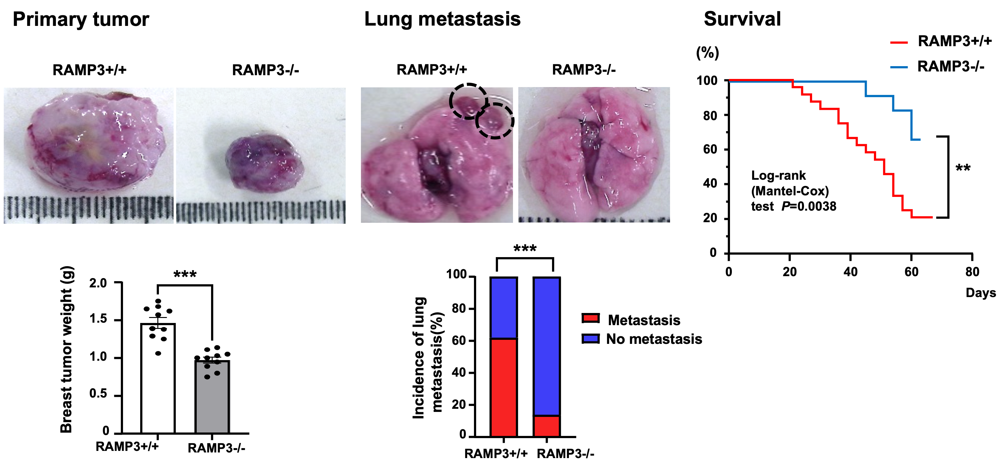 図1：RAMP3欠損による乳がんの増殖・肺転移の抑制と生存期間の延長