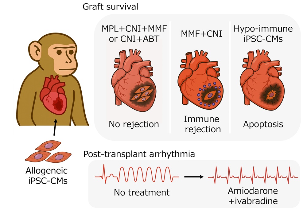 Graphical abstract.jpg