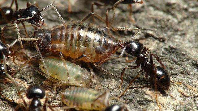 研究分野紹介 進化生態学分野 生物学コース 信州大学 理学部