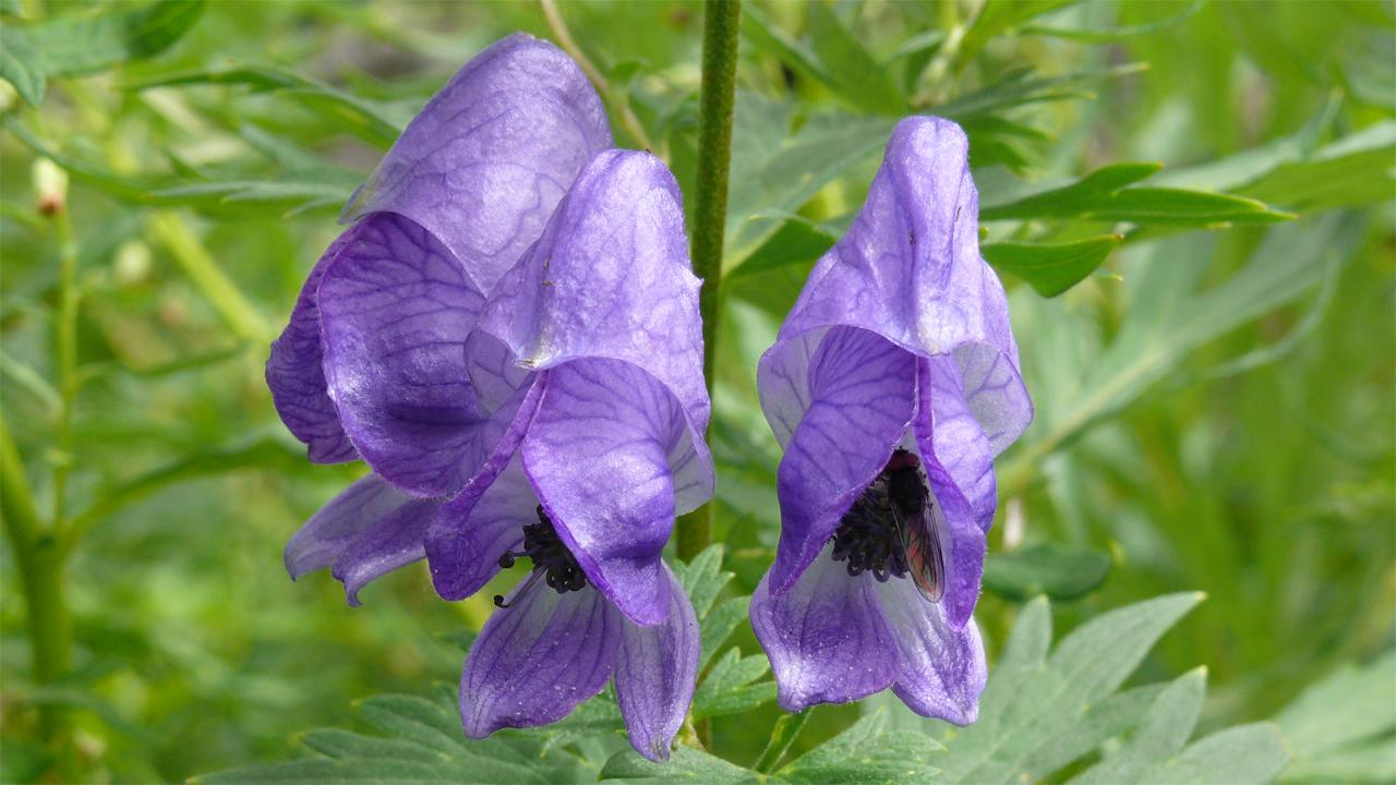 研究分野紹介_植物生態学分野