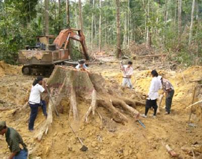 Root system in tropical rain forests