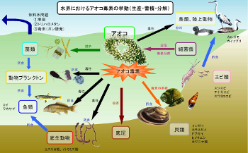 生き物は如何して毒を作るのか？｜理学クエスト ようこそ、探求の世界へ。 信州大学 理学部