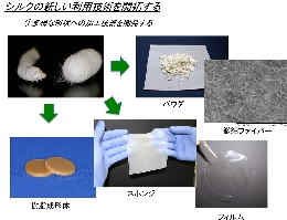 研究紹介_玉田-1.jpg