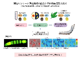 課程 HP 研究紹介_2013_塩見-2.jpg