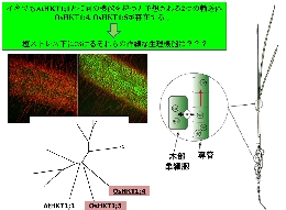 堀江研究紹介-2.jpg