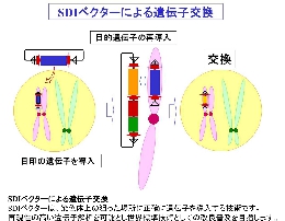 130711ベクター堀江編集-2.jpg