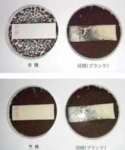 試験材料を塗布したスライドガラスを寒天培地の上に置き、黒カビ胞子を噴霧、気温25℃、湿度90％で7日間培養した。上が有機バインダー（右は塗布しなかった対照）、下が無機バインダー