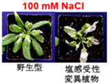 植物を利用して持続可能な循環型社会を！