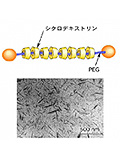 超分子とナノスケール天然高分子材料