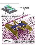 筋肉で動くロボット