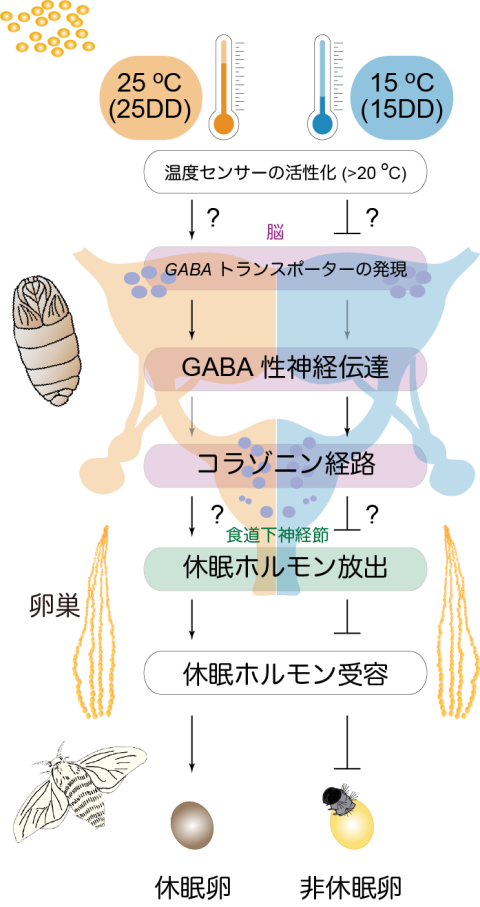 応用生物科学科の塩見 邦博 准教授ら、カイコの休眠性を決定する脳の仕組みを解明